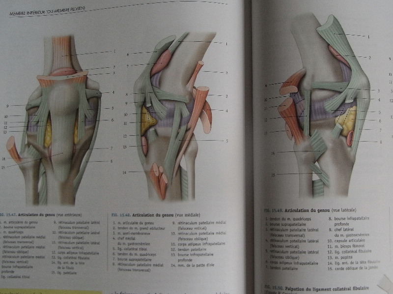 解剖学の参考書_c0202508_152069.jpg