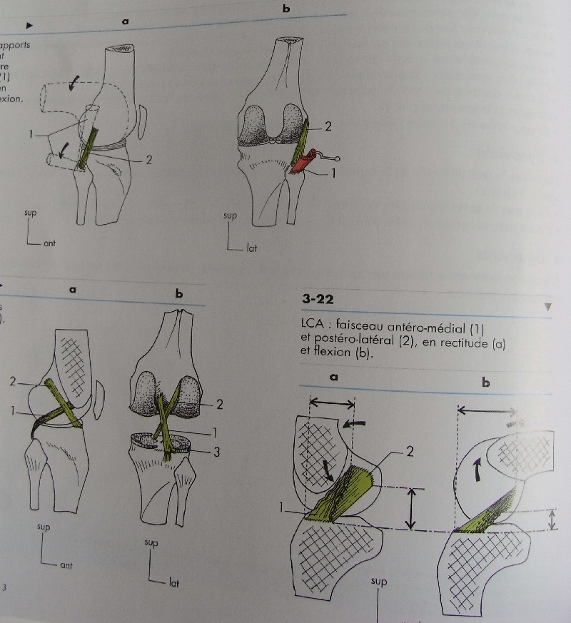 解剖学の参考書_c0202508_243190.jpg