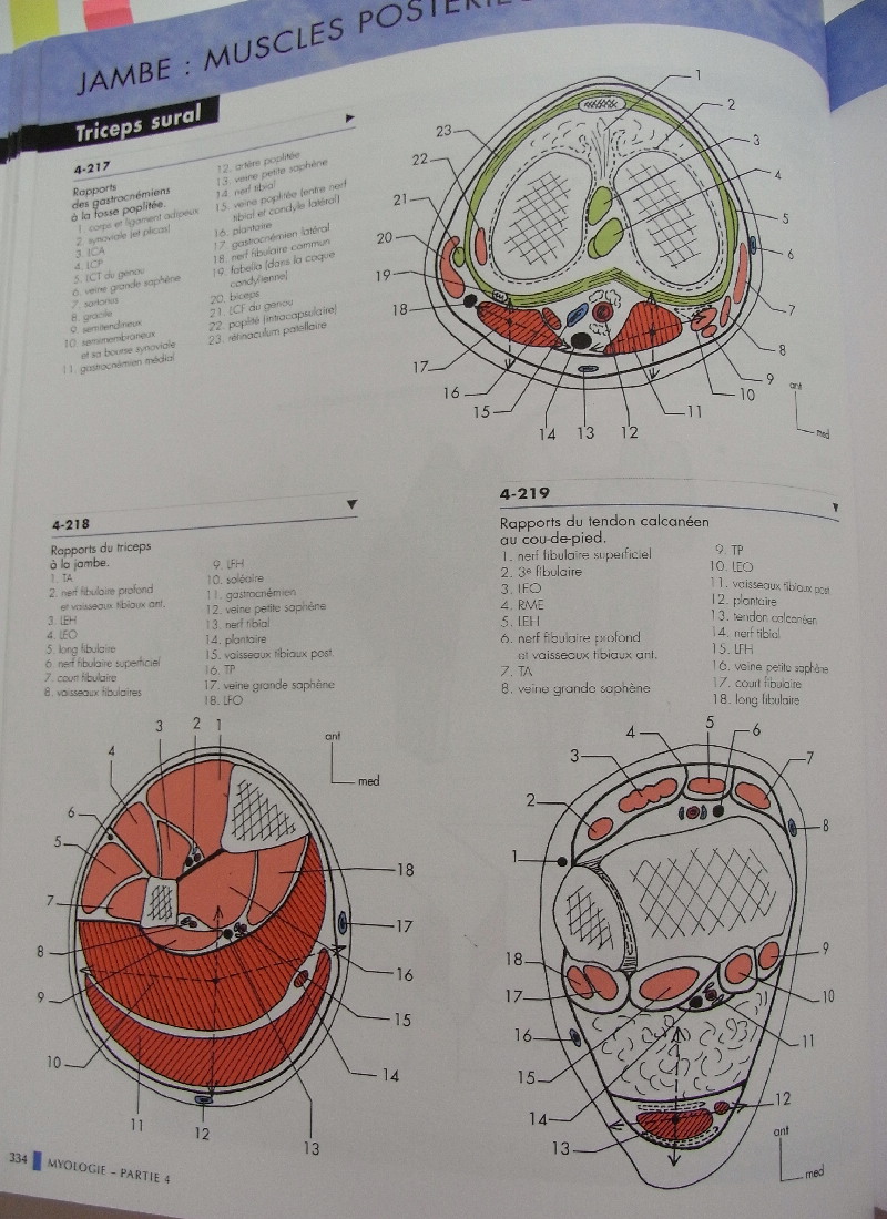 解剖学の参考書_c0202508_261831.jpg