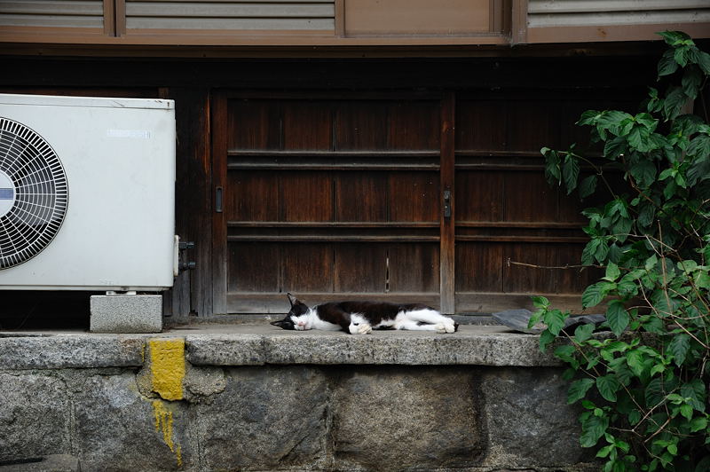 街角ニャンコ・あちこちニャンコ_f0032011_1725193.jpg