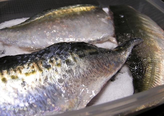 東京湾のマサバ ゴマサバ マアジを料理 Shisen