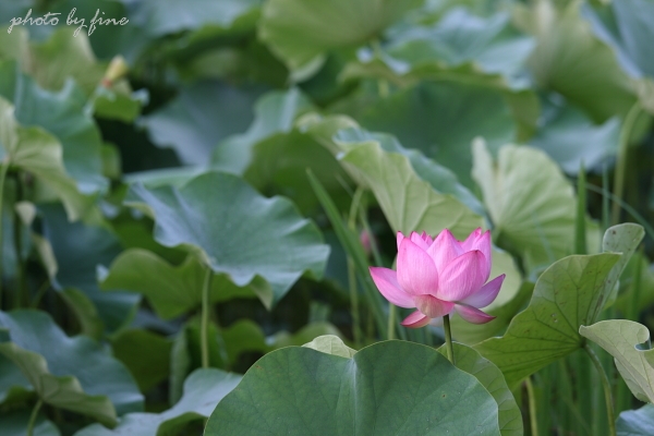 神秘の花_f0197319_12553849.jpg