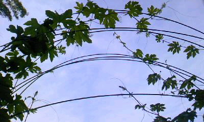 d0024220_81443.jpg