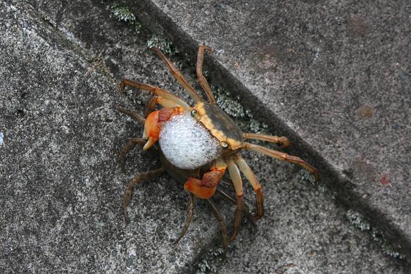 秋谷海岸 散歩 2 さいたま日記