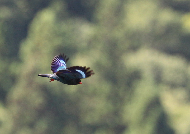 青い鳥の村へ_b0179023_22122686.jpg