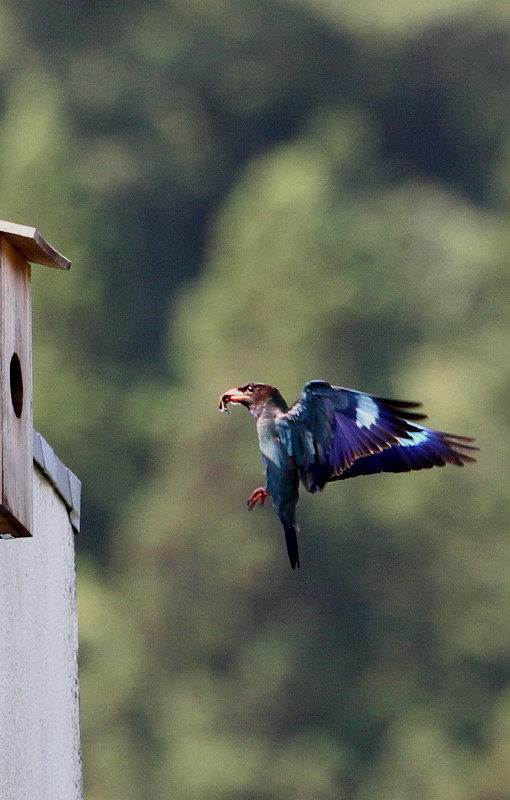 青い鳥の村へ_b0179023_22174415.jpg