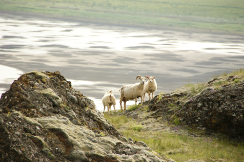 sightseeing@Iceland ＊1_c0198524_16354769.jpg