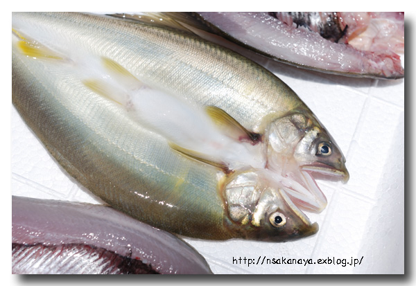 川魚の背開き 捌き方 虹鱒や鮎 ヤマメやイワナなどの捌き方 魚屋三代目日記 川魚の背開き 捌き方 虹鱒や鮎 ヤマメやイワナなどの捌き方 魚屋三代目日記