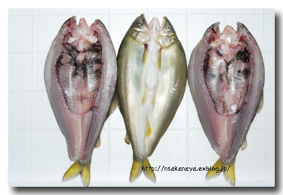川魚の背開き 捌き方 虹鱒や鮎 ヤマメやイワナなどの捌き方 魚屋三代目日記
