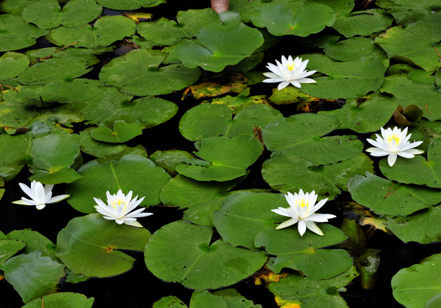 奈良 喜光寺の睡蓮 すいれん 気ままな時間を ゆったりと