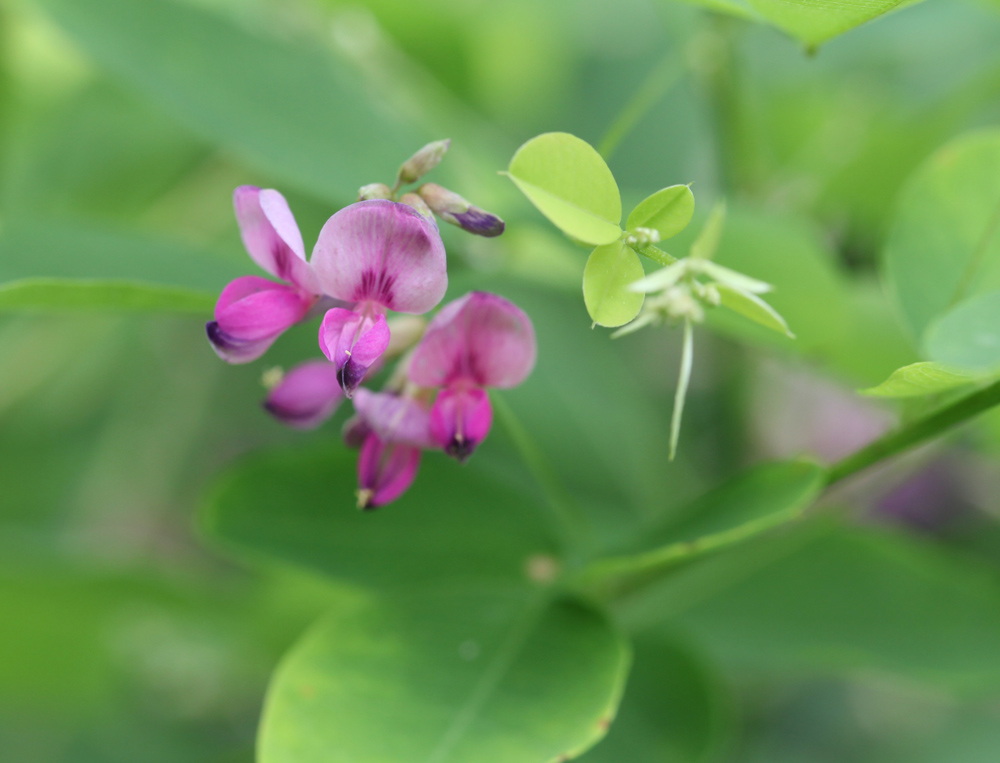 広陵町　馬見丘陵公園　ムラサキシキブの花　萩_c0108146_20424224.jpg