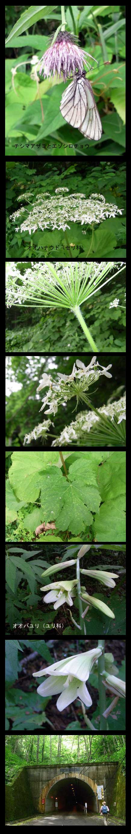 ７月６日　定山渓山野草の会_b0176650_2120761.jpg