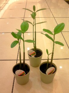 新入荷情報(植物)　と　いろいろ。。。_e0156650_14473235.jpg