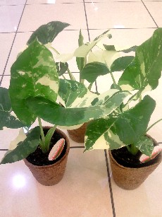 新入荷情報(植物)　と　いろいろ。。。_e0156650_14474020.jpg