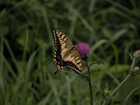 d0176157_8781.jpg