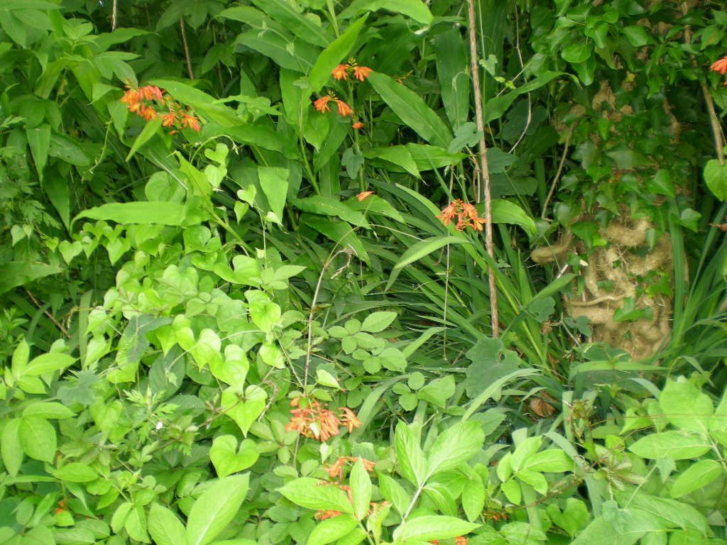 2010年7月10日(土)晴れたり曇ったり!_f0060461_8274949.jpg