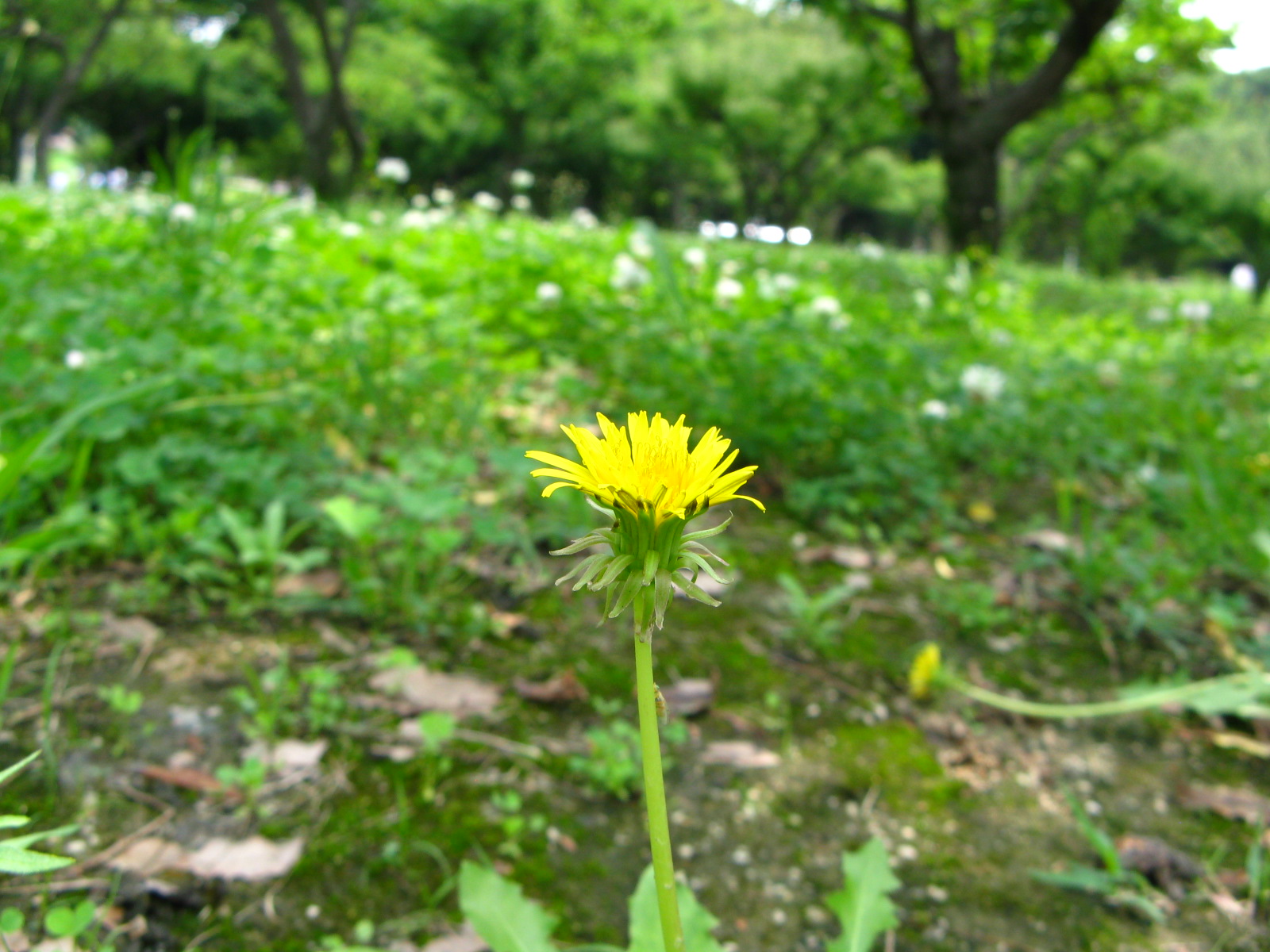 a0114469_15223315.jpg
