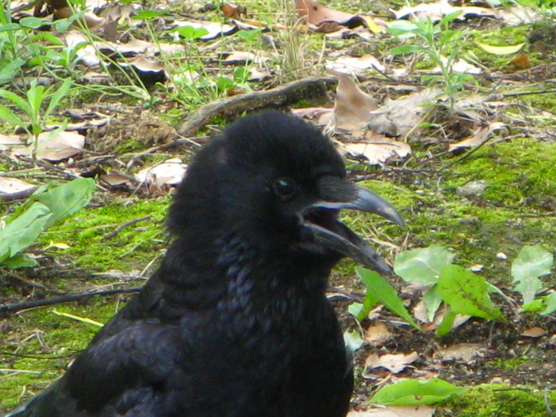 a0114469_15242129.jpg