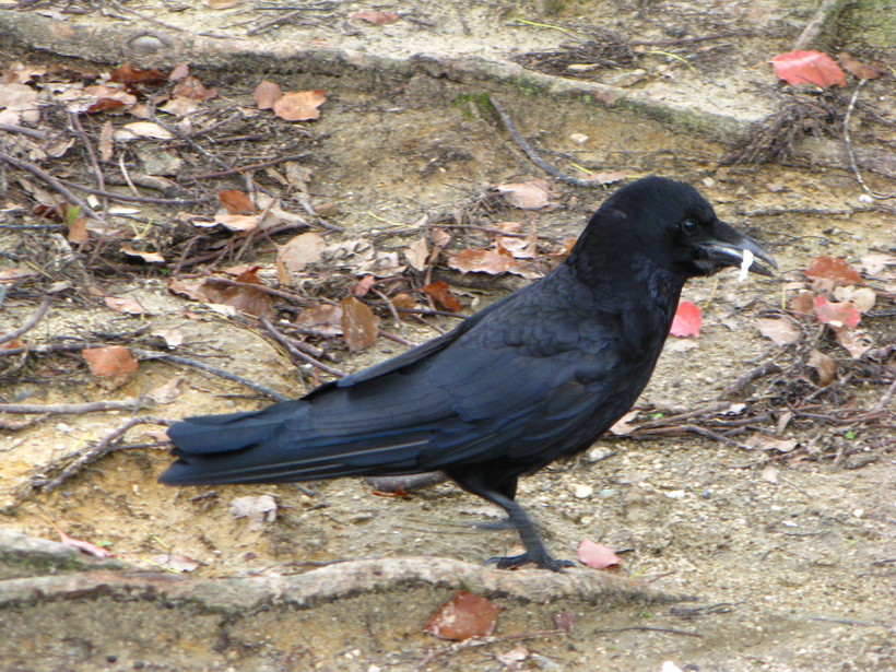 a0114469_15244411.jpg