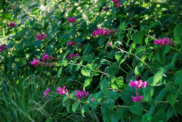 Rose Leaf Sage ローズリーフセージ Hello From Greenbrae California 3