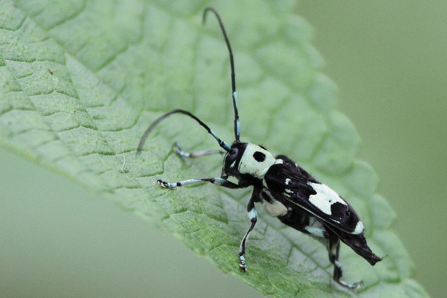 b0084270_1152778.jpg