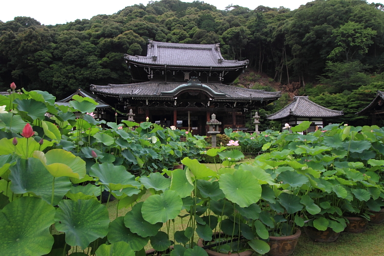 三室戸寺_e0051888_23574680.jpg