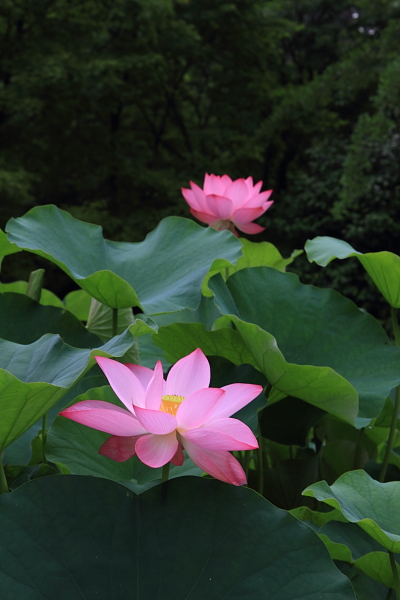 三室戸寺_e0051888_23581553.jpg