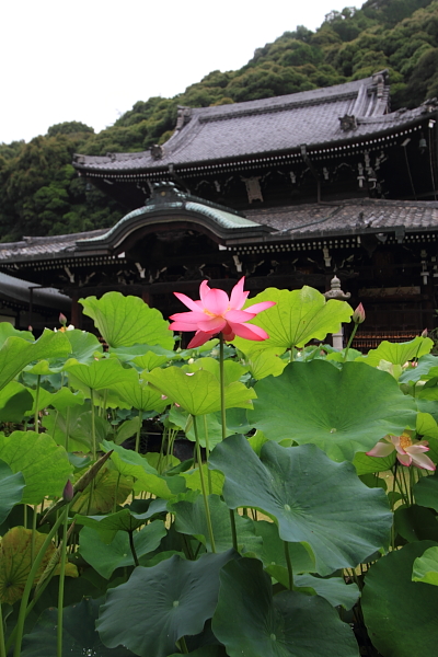 三室戸寺_e0051888_23585539.jpg