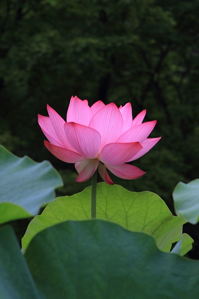 三室戸寺_e0051888_2359168.jpg