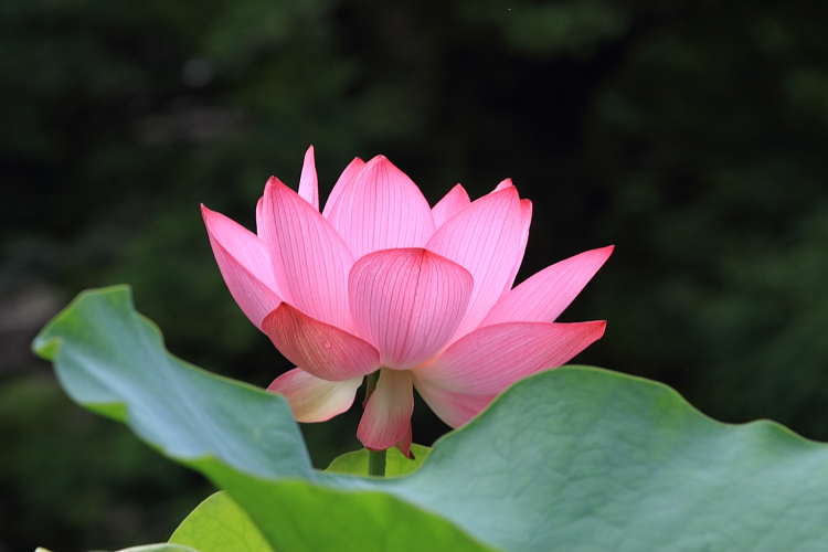 三室戸寺_e0051888_23595197.jpg