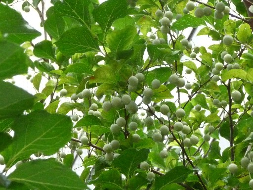 c0108693_22164739.jpg