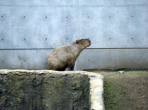 北海道旅行（アニマル編）_d0131293_1594886.jpg