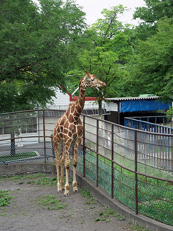 北海道旅行（アニマル編）_d0131293_1595525.jpg