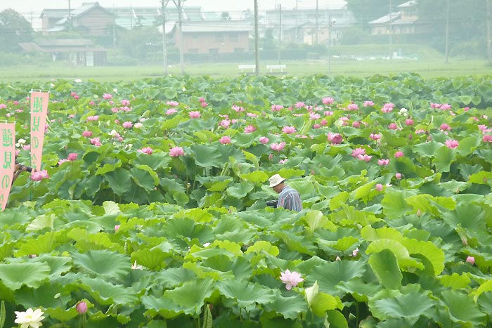 森川花はす田　訪ね人　7月9日_c0067206_1004773.jpg