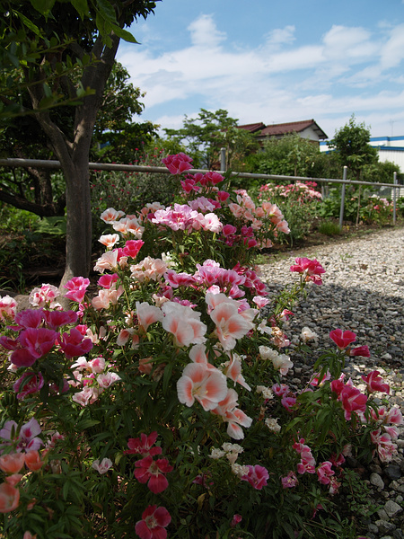 志木の梅雨の花_f0180607_313498.jpg