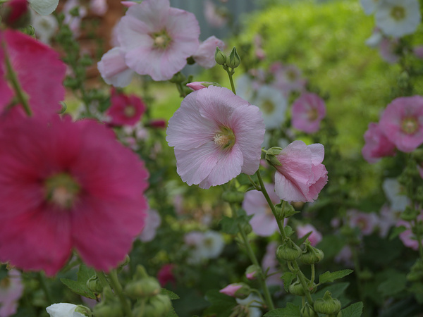 志木の梅雨の花_f0180607_393445.jpg