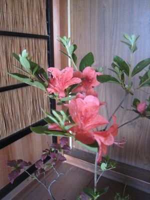 里山の花で_a0140014_21194966.jpg