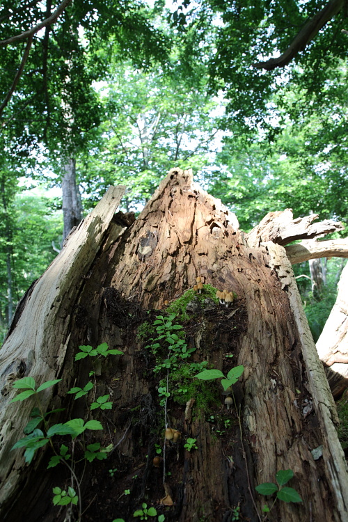 c0140721_2332286.jpg