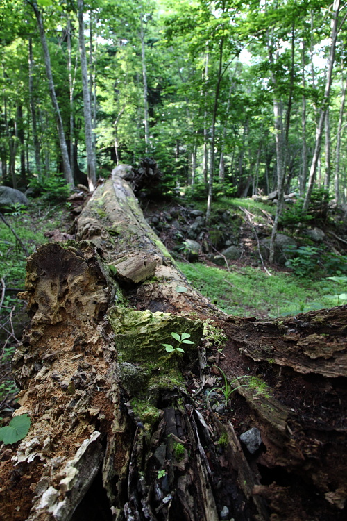 c0140721_233509.jpg