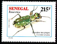 ハンミョウ_b0172633_12263450.jpg