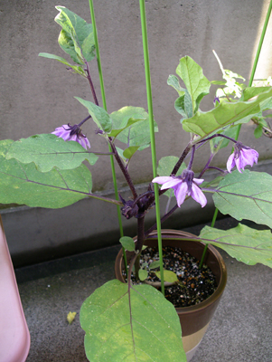 f0108133_7344240.jpg