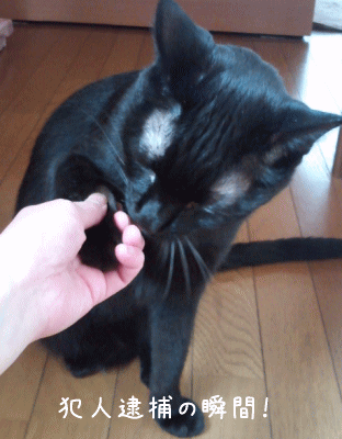 a0166338_20255279.gif