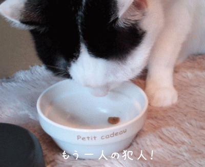 a0166338_20264154.gif