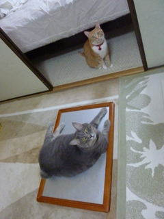 猫のお友だち ちぃちゃんあずきちゃんちょびくんまろくん編。_a0143140_21435185.jpg