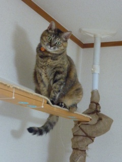 猫のお友だち ちぃちゃんあずきちゃんちょびくんまろくん編。_a0143140_21445858.jpg