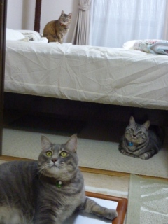 猫のお友だち ちぃちゃんあずきちゃんちょびくんまろくん編。_a0143140_21452961.jpg