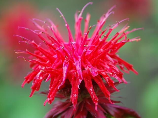 松明花 タイマツバナ ポピュラーな花