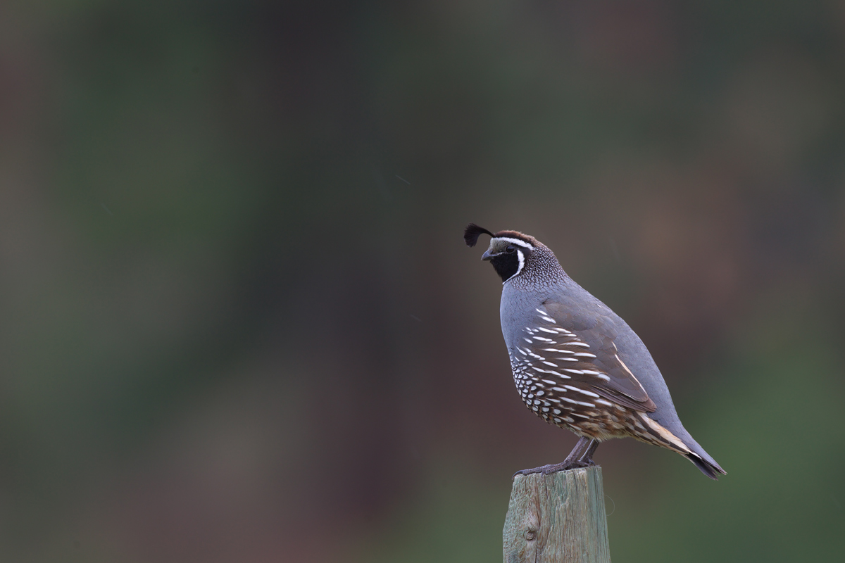 カンムリウズラ California Quail ぼちぼち と 野鳥大好き O