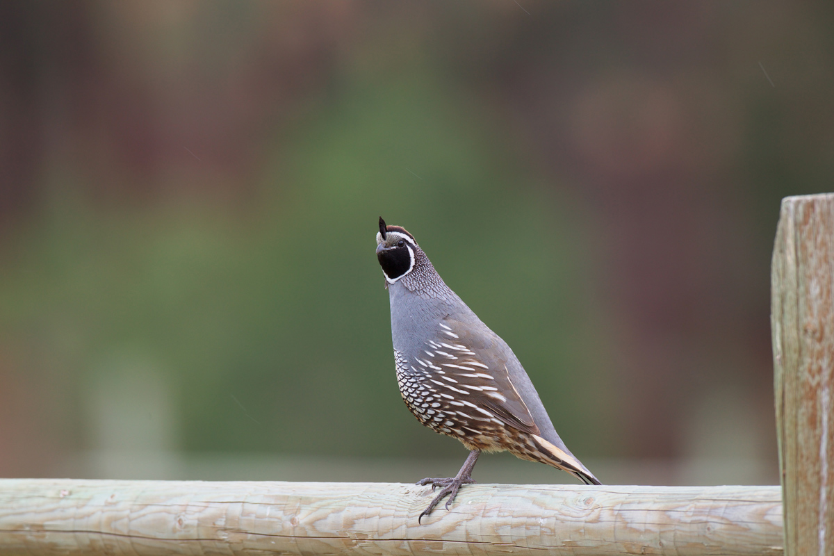 カンムリウズラ California Quail ぼちぼち と 野鳥大好き O