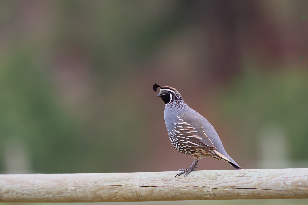 カンムリウズラ California Quail ぼちぼち と 野鳥大好き O